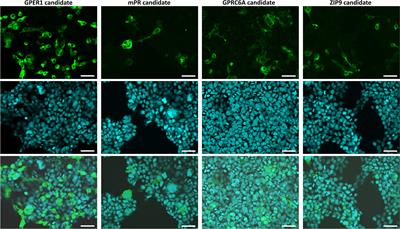 Lack of membrane sex steroid receptors for mediating rapid endocrine responses in molluscan nervous systems